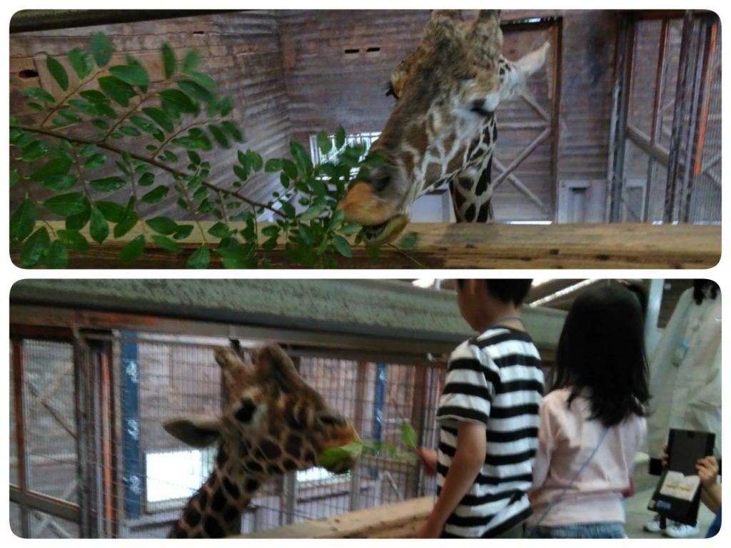 とべ動物園 世界キリンの日 イベントレポート もこぼっくすlife 愛媛県の子育て情報マガジン